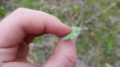 Puccinia caricina