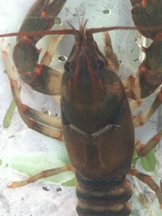 Cambarus fasciatus