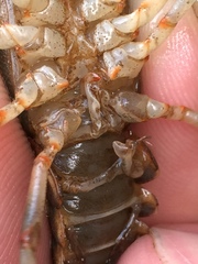 Cambarus fasciatus