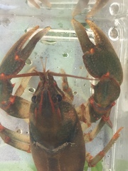 Cambarus fasciatus