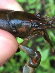 Cambarus fasciatus