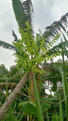 Spondias purpurea