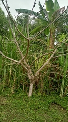 Spondias purpurea