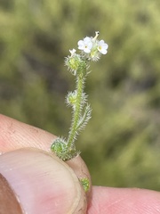 Plagiobothrys collinus fulvescens