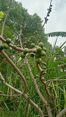 Spondias purpurea