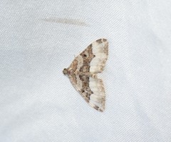 Epirrhoini