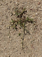 Plagiobothrys collinus fulvescens