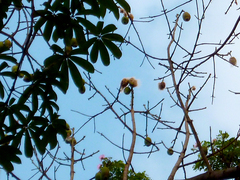 Ceiba pentandra