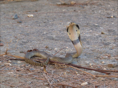 Naja atra