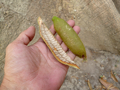 Ceiba pentandra