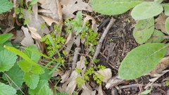 Chaerophyllum procumbens procumbens