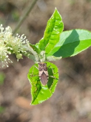 Hypselonotus punctiventris