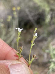 Githopsis diffusa candida