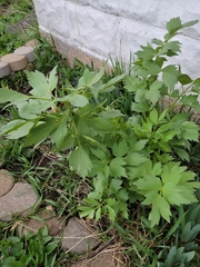 Levisticum officinale