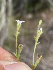 Githopsis diffusa candida