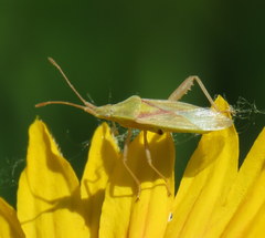 Harmostes reflexulus