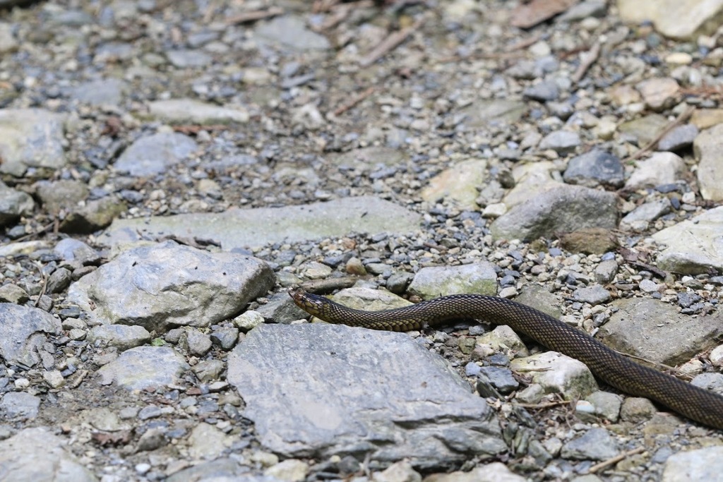 Black Odd-Scaled Snake