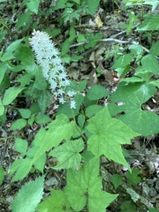 Tiarella nautila