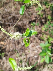 Hypselonotus punctiventris