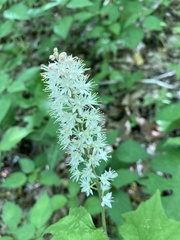 Tiarella nautila