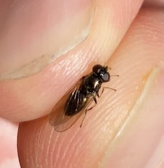 Cheilosia pagana