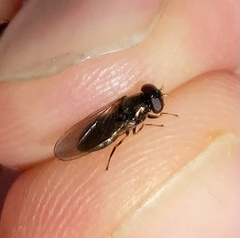 Cheilosia pagana