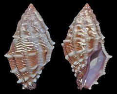 Morula lepida