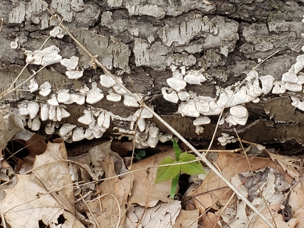 False Turkey Tail From Broad Ripple Indianapolis IN USA On May 02 false-turkey-tail-from-broad-ripple-indianapolis-in-usa-on-may-02