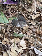 Neotoma floridana