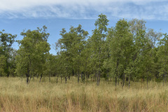 Terminalia platyptera