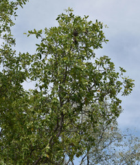 Terminalia platyptera