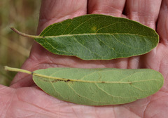 Terminalia platyptera