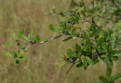 Terminalia platyptera