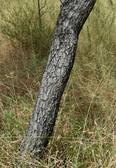 Terminalia platyptera