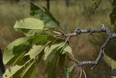 Terminalia platyptera
