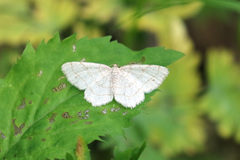 Trigrammia quadrinotaria