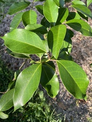 Chionanthus retusus