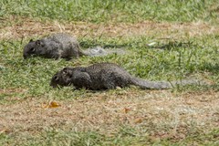 Otospermophilus variegatus