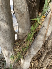 Cocculus diversifolius