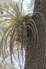 Tillandsia