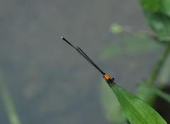 Prodasineura croconota