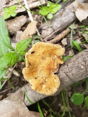 Bresadolia craterella