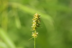 Carex gravida