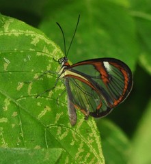 Ithomia agnosia zikani