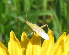 Harmostes reflexulus