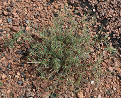 Indigofera linifolia