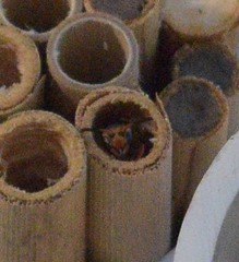 Euodynerus hidalgo hidalgo