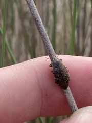 Epitragodes tomentosus