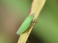 Draeculacephala soluta