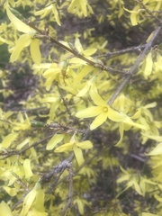 Forsythia
